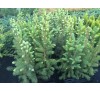 Ель колючая Глаука Кейбаб (Glauca Kaibab) С2